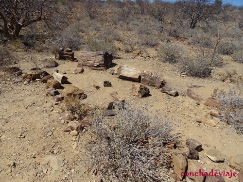 Bosque Petrificado Namibia