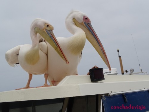 Pelicanos en Walvis Bay