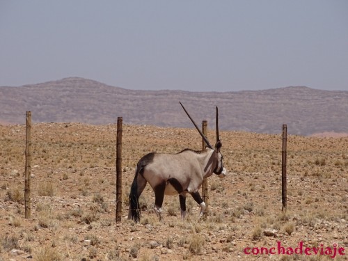 DSC04725 Oryx