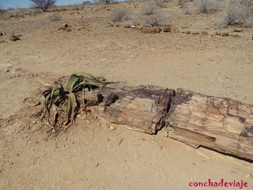 Bosque Petrificado y Welwitschia Mirabilis Namibia