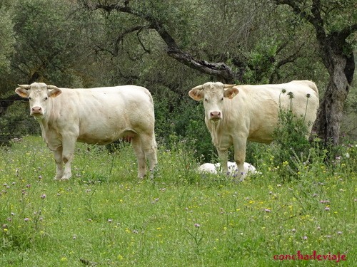 Vacas albinas . El Esparragal