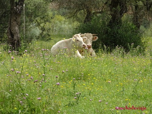 Vacas albinas. El Esparragal