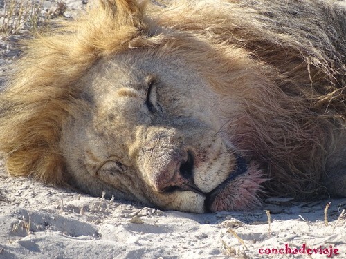 león dormido