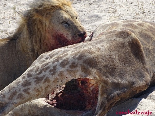 León comiendo jirafa
