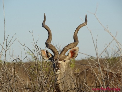Cornamenta de kudu