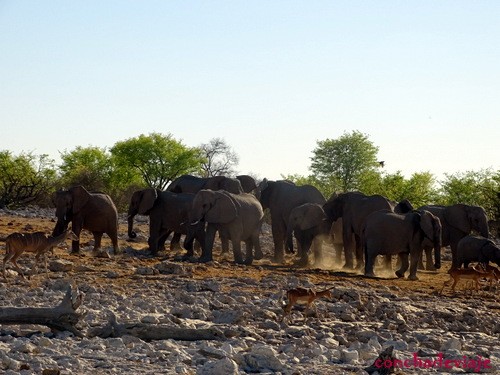 manada de elefantes en carretera