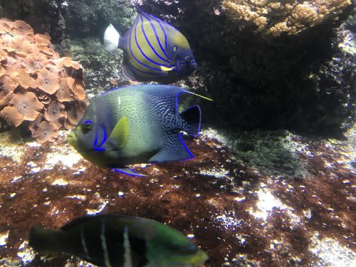 Acuario con peces multicolores